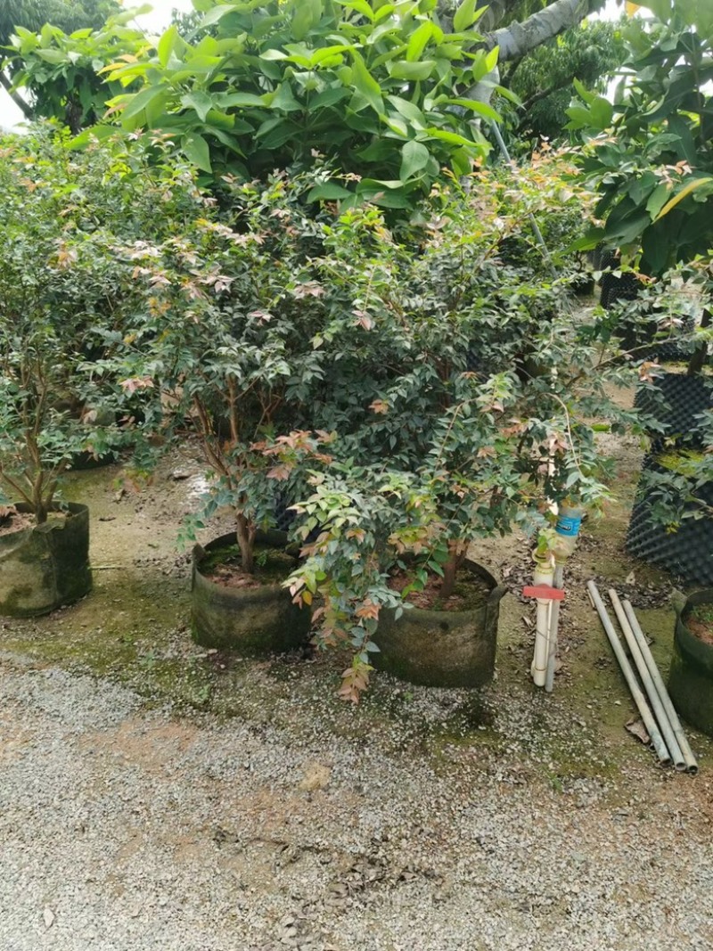 嘉宝果树苗