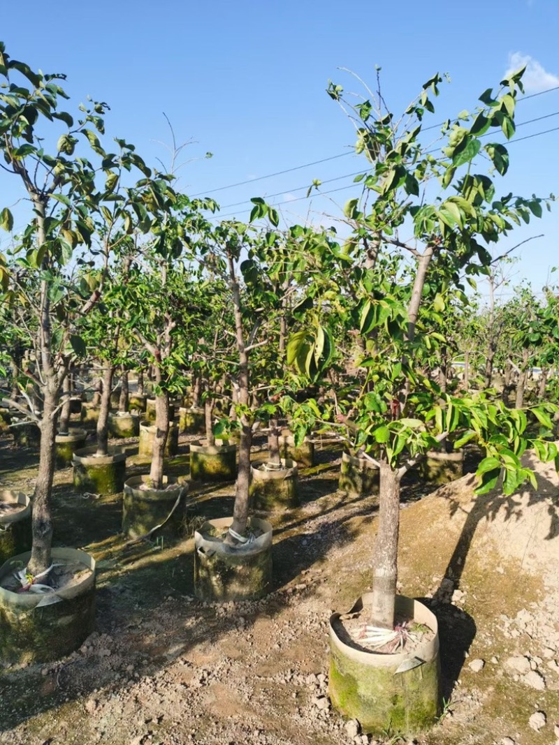 柿子树