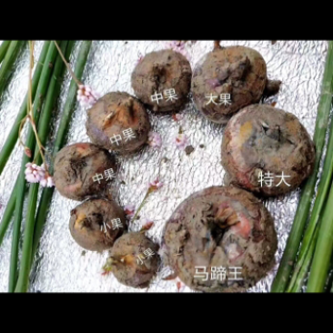 正宗乐昌北乡马蹄