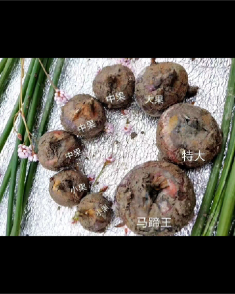 正宗乐昌北乡马蹄