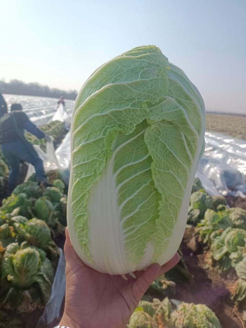 产地直销黄心白菜，品质好价格低廉，黄心叶绿帮薄，口感甜嫩