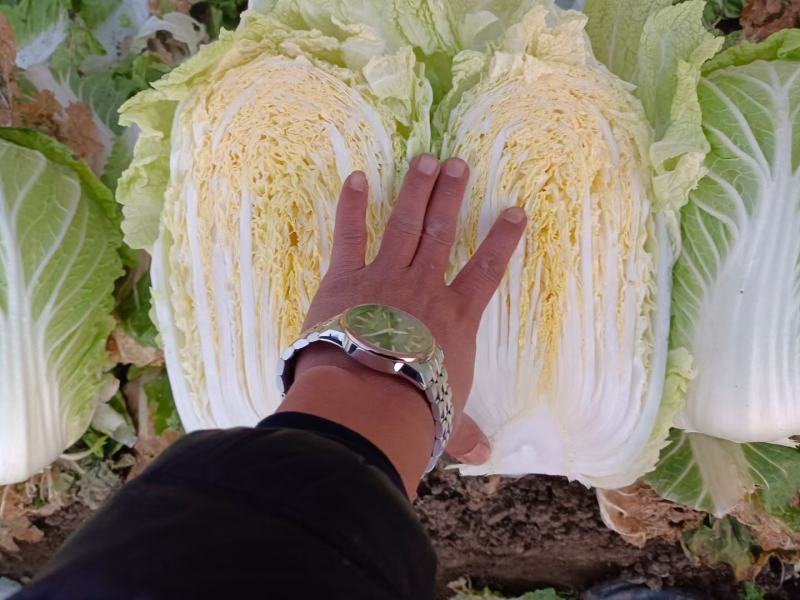 产地直销黄心白菜，品质好价格低廉，黄心叶绿帮薄，口感甜嫩