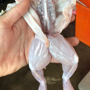 牛蛙活鲜现杀牛蛙生鲜肉即食麻辣火锅烧烤锁鲜真空包装