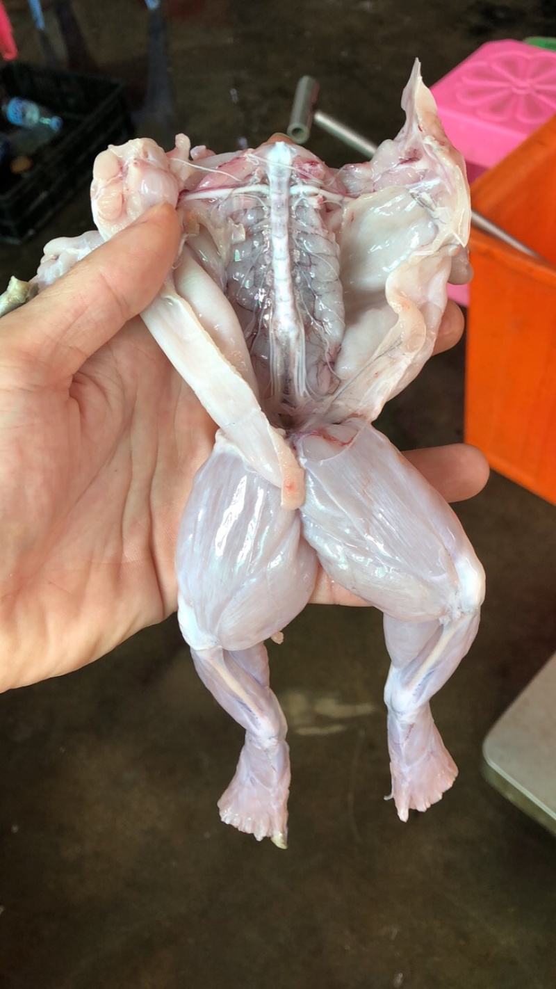 牛蛙活鲜现杀牛蛙生鲜肉即食麻辣火锅烧烤锁鲜真空包装