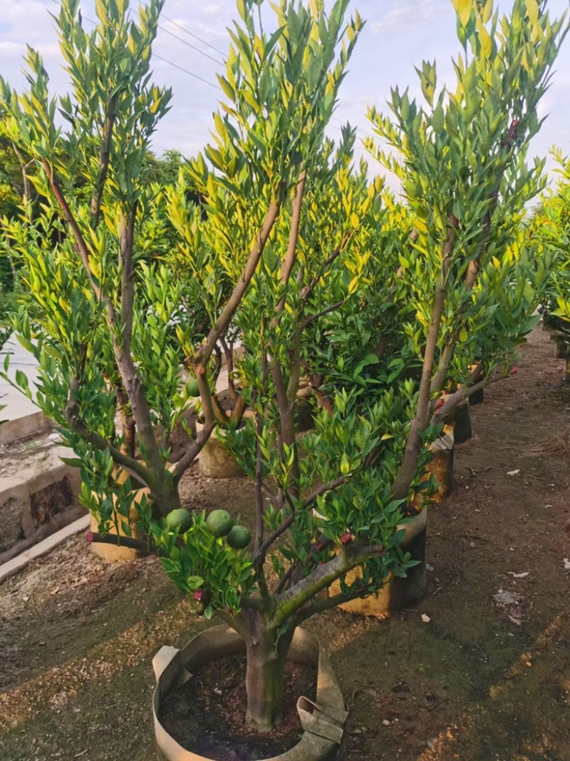 橙果树