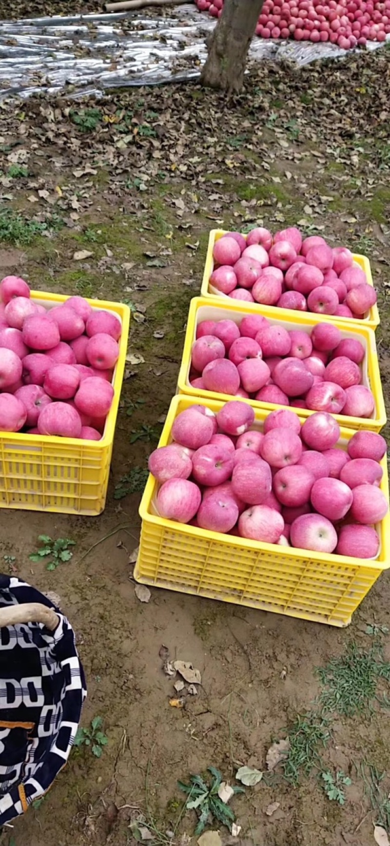 静宁山地片红苹果