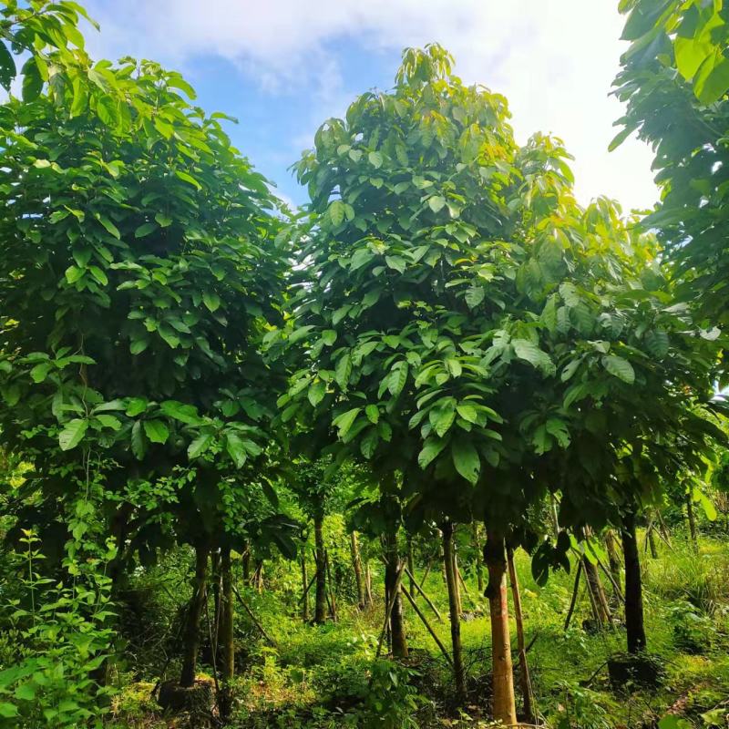 萍婆15～16公分大量有售（货在广西南宁）