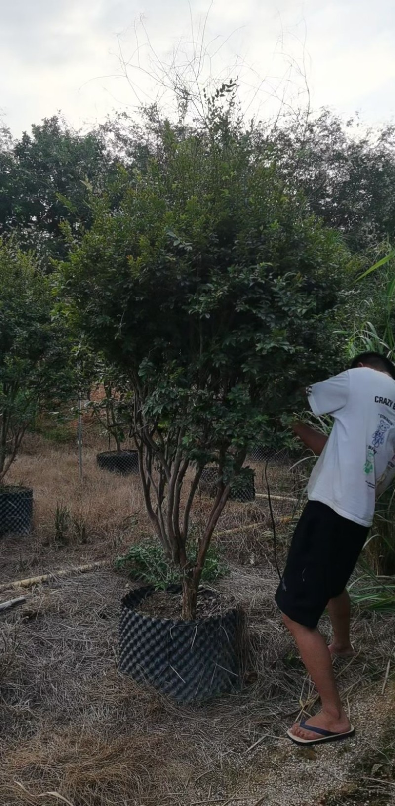 嘉宝果树苗
