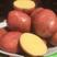 【精品推荐】内蒙古红皮土豆，规格齐全，大量供应，诚信经营