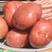 【精品推荐】内蒙古红皮土豆，规格齐全，大量供应，诚信经营