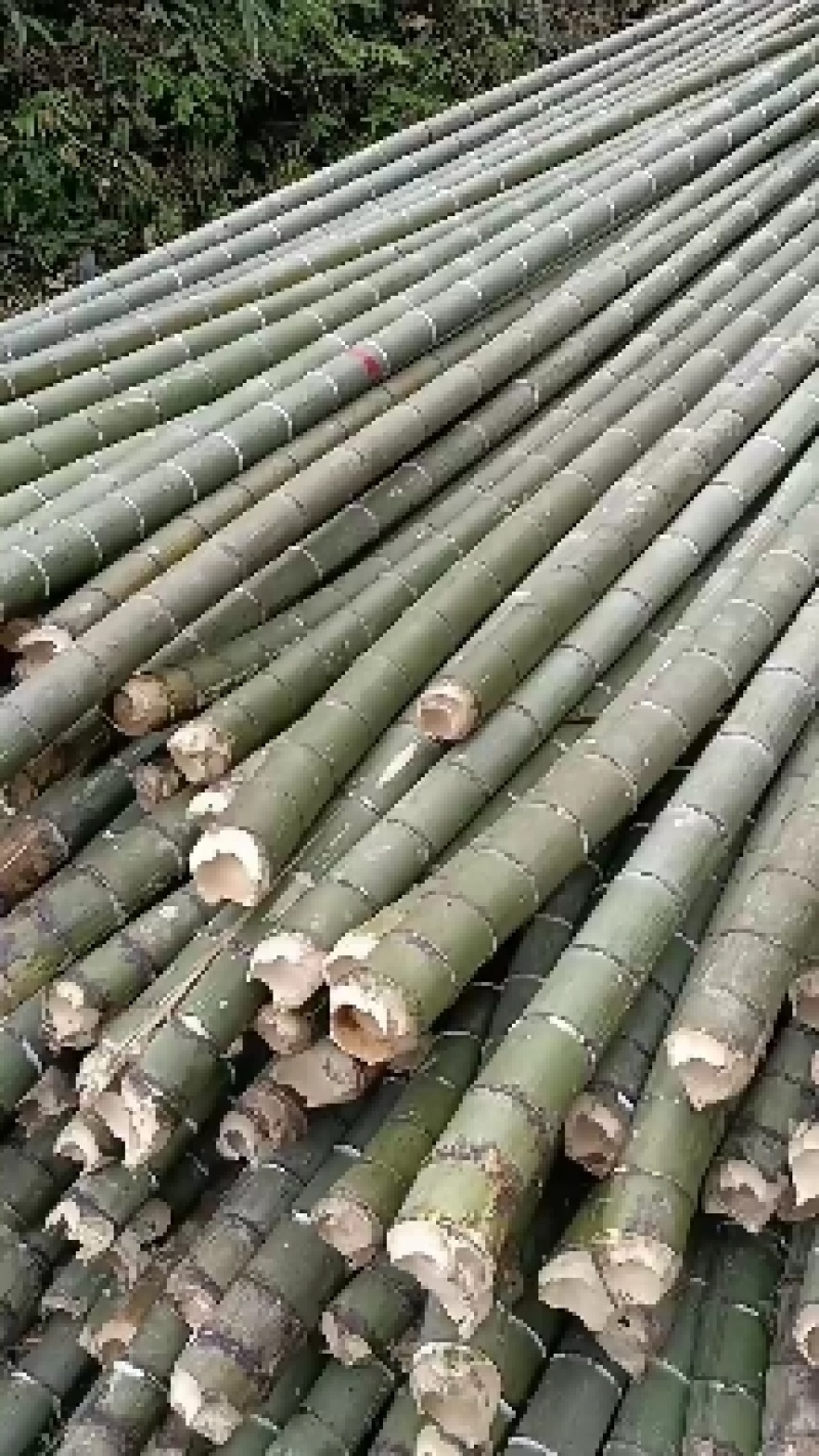 焦竹，毛竹，楠竹，产地装车，香蕉支撑竹杆，