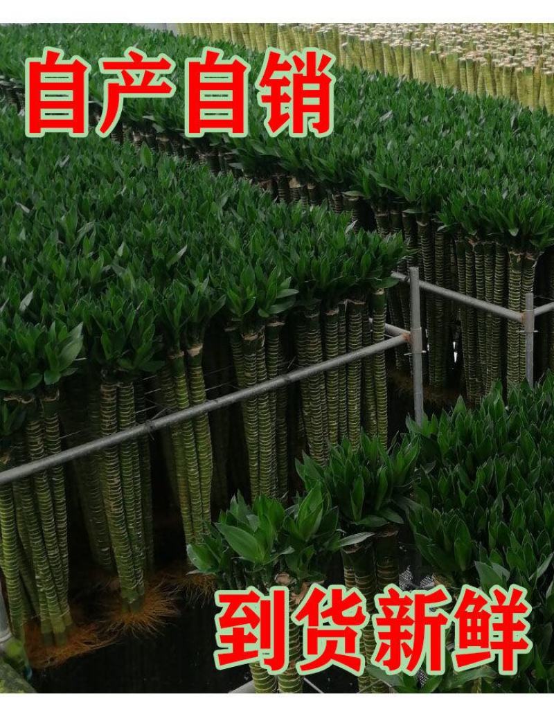 转运竹水培植物富贵竹绿植弯竹开运竹水养龙竹观音竹盆栽室内