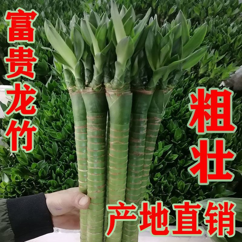 转运竹水培植物富贵竹绿植弯竹开运竹水养龙竹观音竹盆栽室内