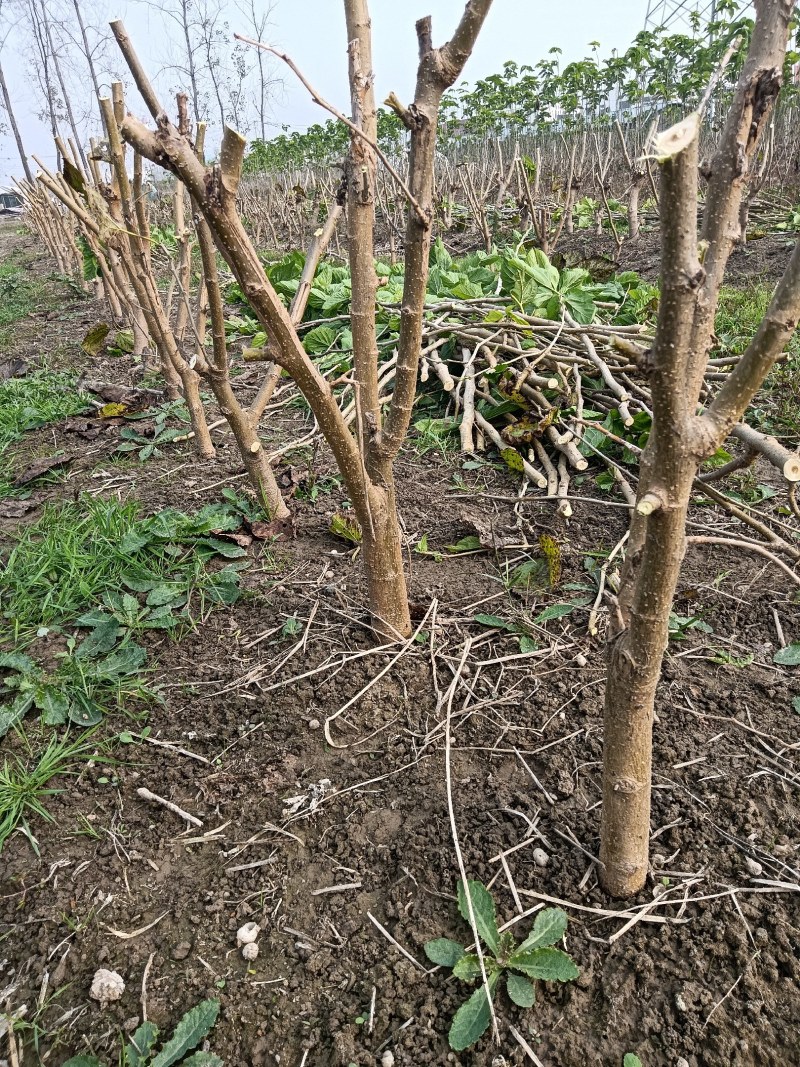 345公分战地桑树苗