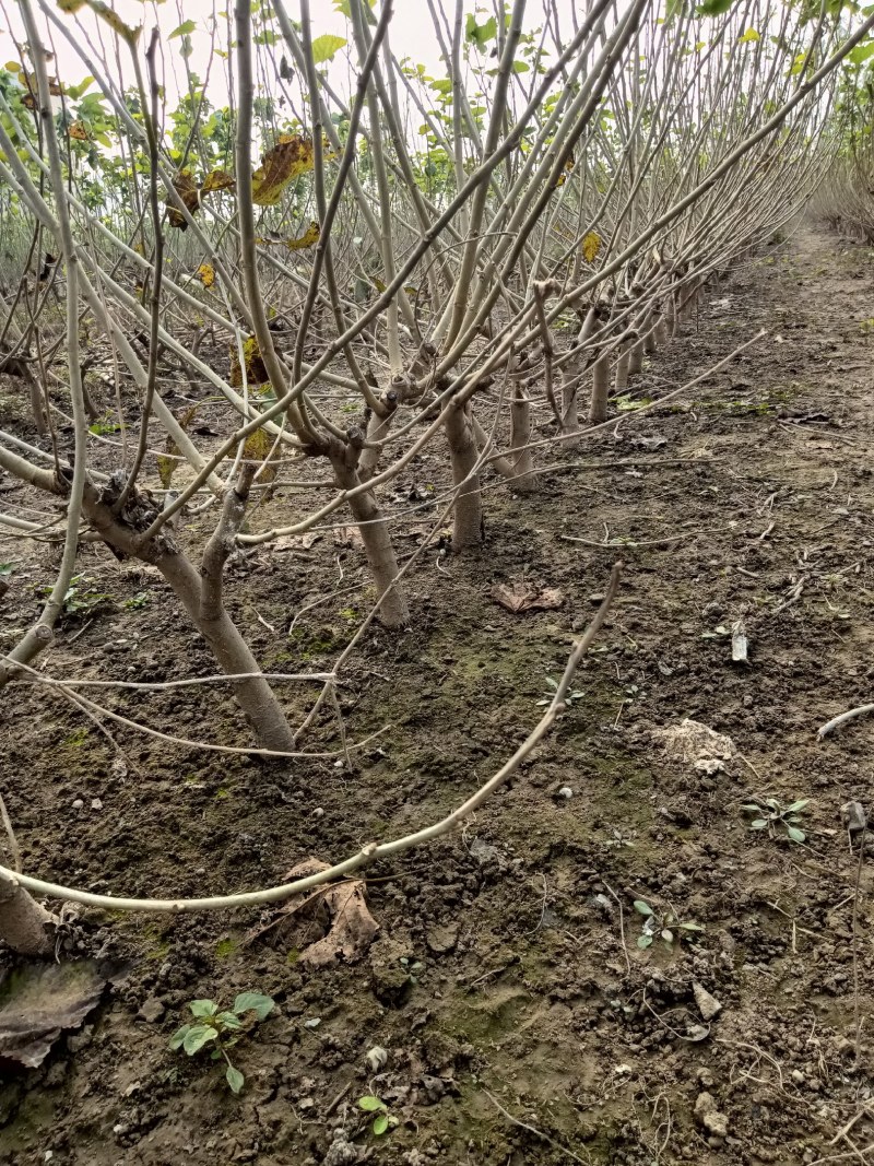 345公分战地桑树苗