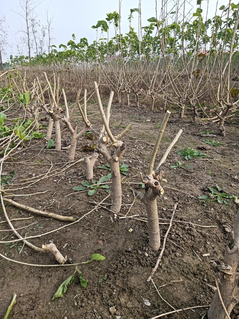 345公分战地桑树苗