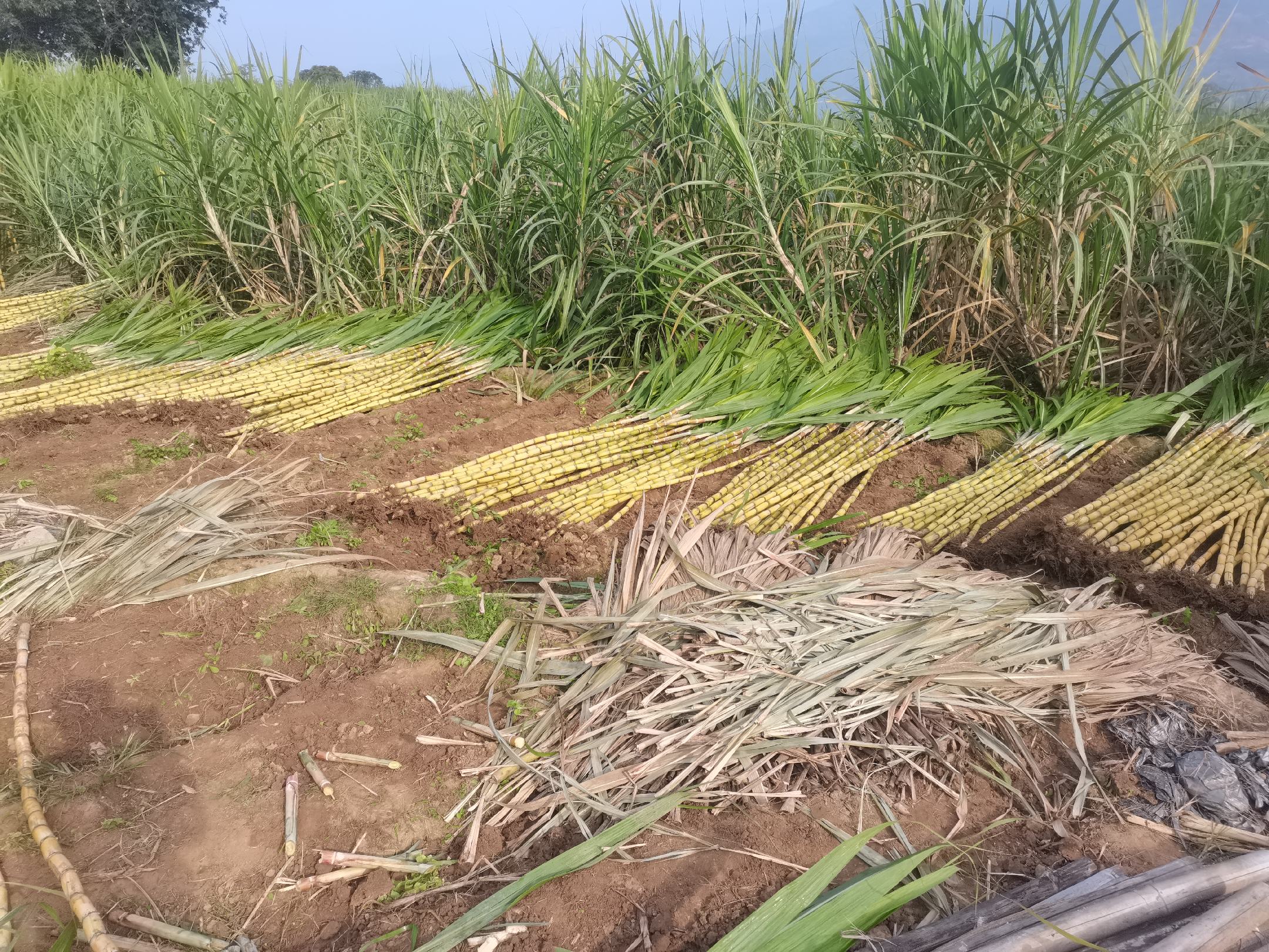 甘蔗种苗基地土壤翻耕