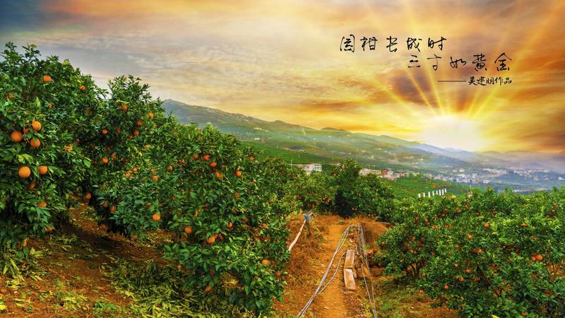 重庆奉节橙子纽荷尔脐橙，批发零售，长江边自产自销代办
