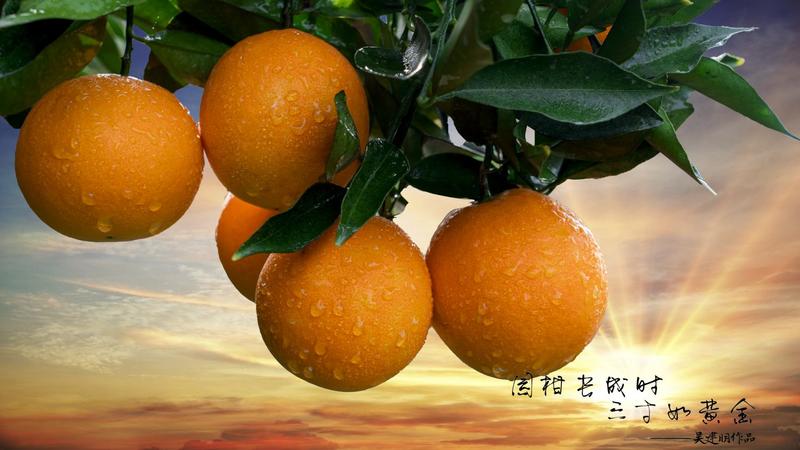 重庆奉节橙子纽荷尔脐橙，批发零售，长江边自产自销代办
