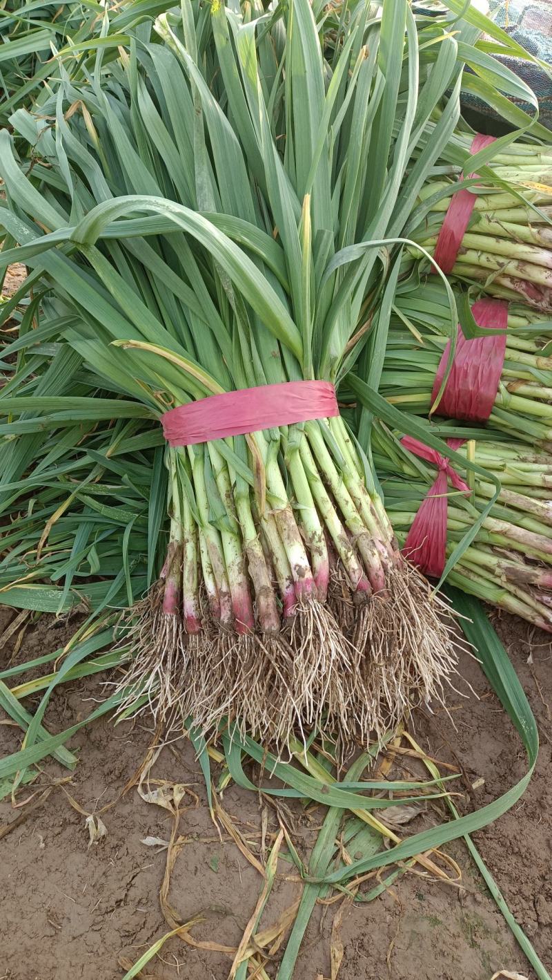 红根蒜苗大量上市需要的联系