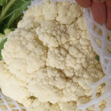 菜花，安徽花菜，青梗白面小米粒，保证质量，代发会国