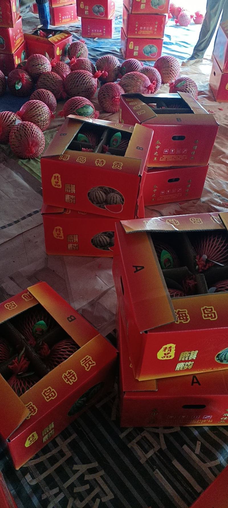 麒麟西瓜，也叫美都西瓜，口感好，含量高12以上