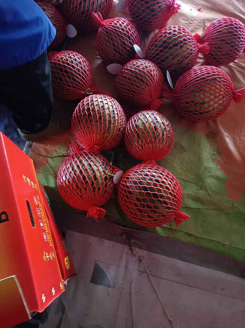 麒麟西瓜，也叫美都西瓜，口感好，含量高12以上