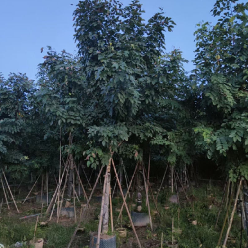 12-20公分腊肠树500颗待售