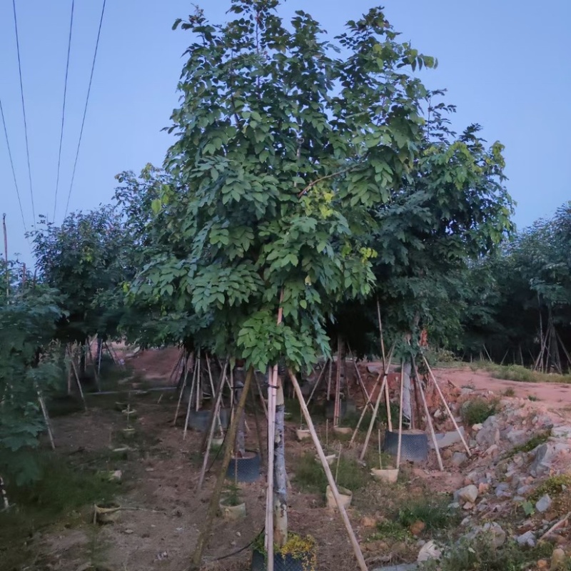 12-20公分腊肠树500颗待售
