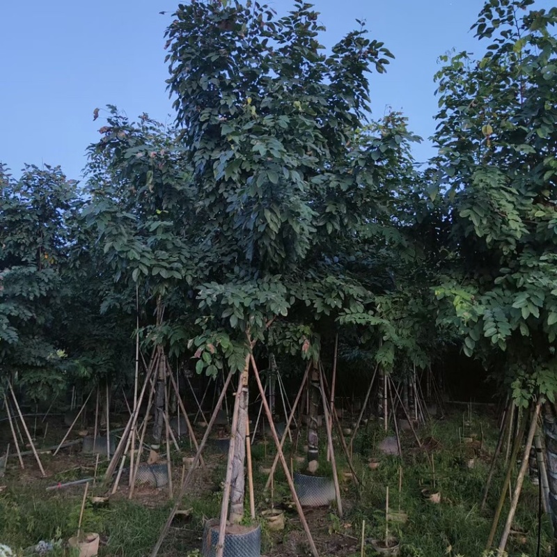 12-20公分腊肠树500颗待售