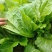 贵州毕节千亩叶菜泡菜基地加工厂档口货源充足