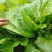 贵州毕节千亩叶菜泡菜基地加工厂档口货源充足