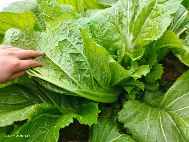 贵州毕节千亩叶菜泡菜基地加工厂档口货源充足