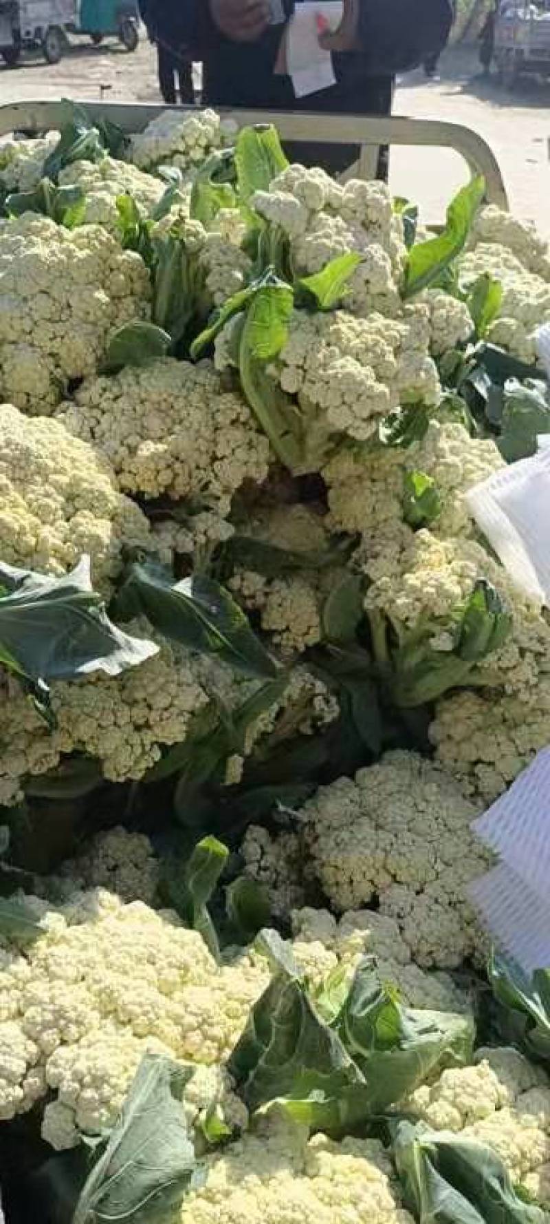 菜花，安徽花菜，青梗白面小米粒，保证质量，代发会国