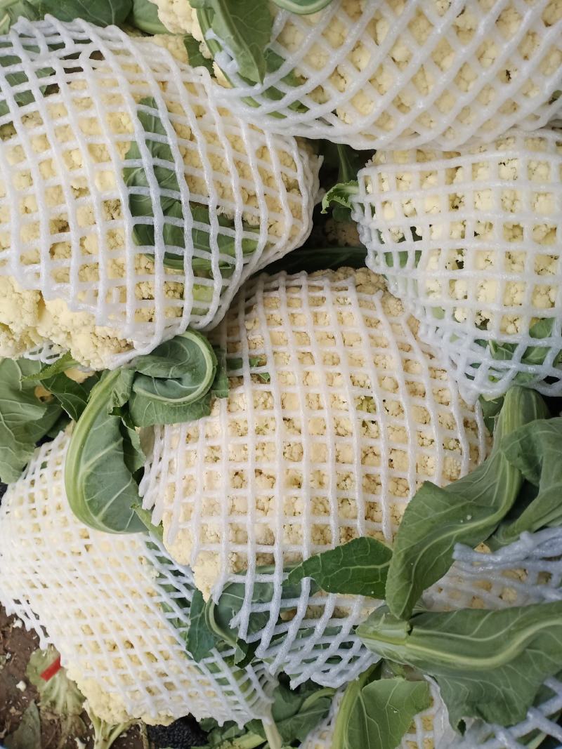 菜花，安徽花菜，青梗白面小米粒，保证质量，代发会国