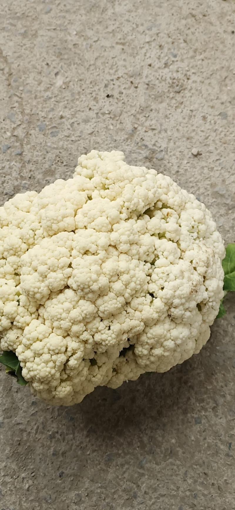 菜花，安徽花菜，青梗白面小米粒，保证质量，代发会国