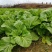 贵州毕节千亩叶菜泡菜基地加工厂档口货源充足