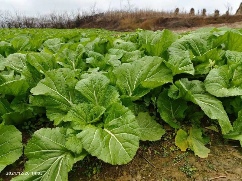 贵州毕节千亩叶菜泡菜基地加工厂档口货源充足