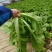 贵州毕节千亩叶菜泡菜基地加工厂档口货源充足