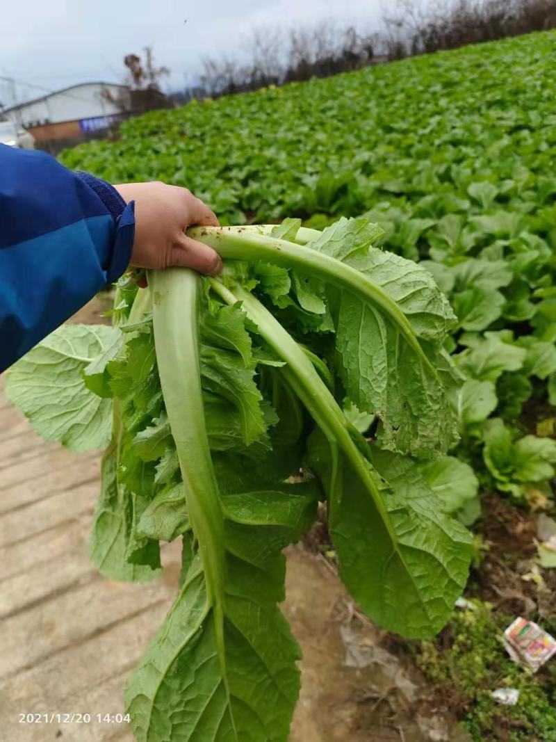 贵州毕节千亩叶菜泡菜基地加工厂档口货源充足
