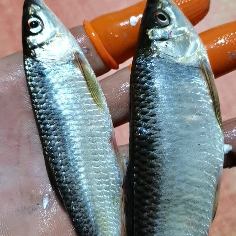 小嘴马口鱼，规格6到14厘米，冰鲜，冷冻现货