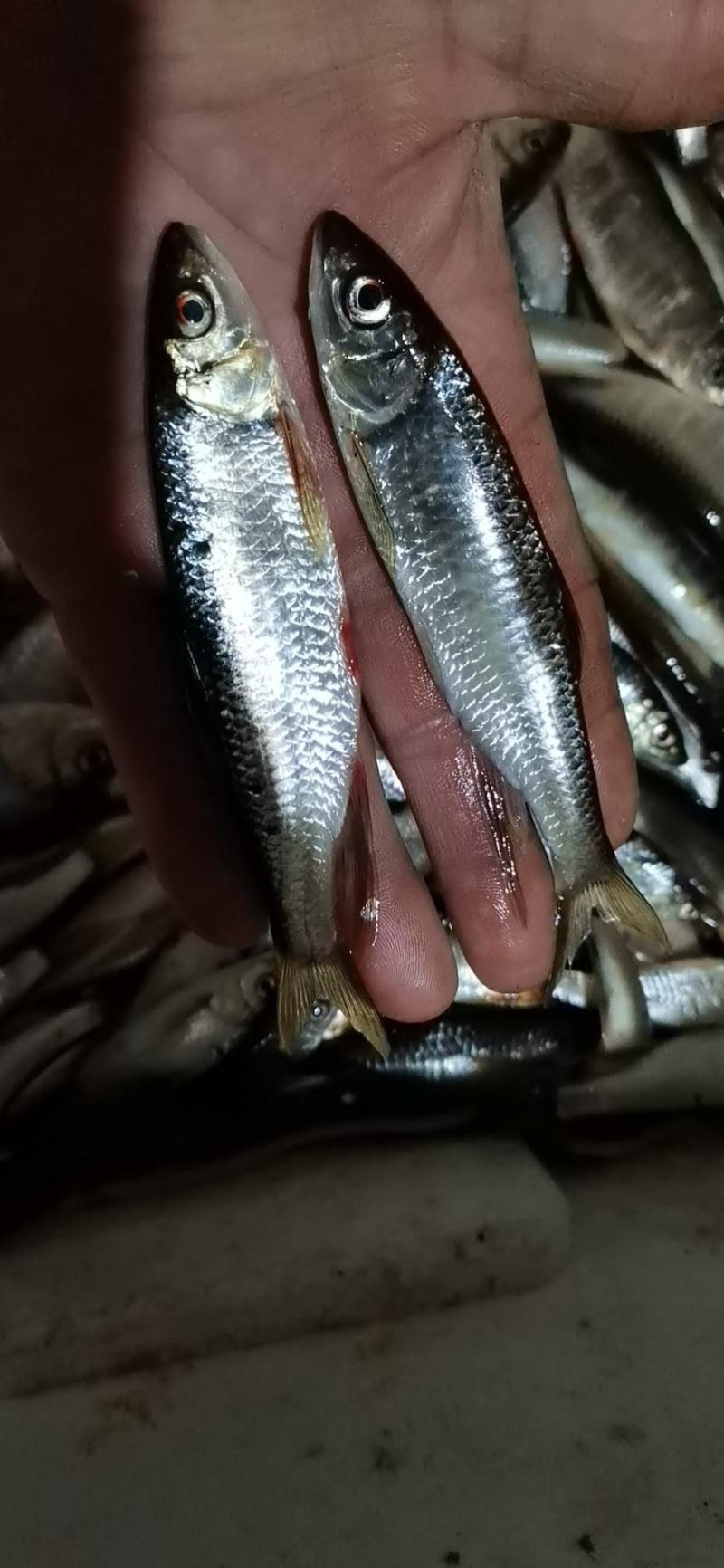 小嘴马口鱼，规格6到14厘米，冰鲜，冷冻现货