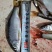 小嘴马口鱼，规格6到14厘米，冰鲜，冷冻现货