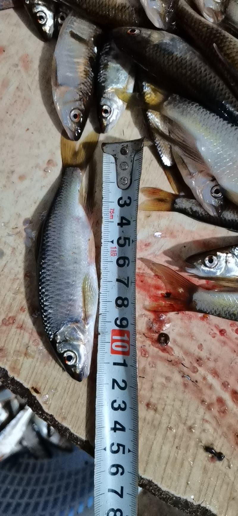 小嘴马口鱼，规格6到14厘米，冰鲜，冷冻现货