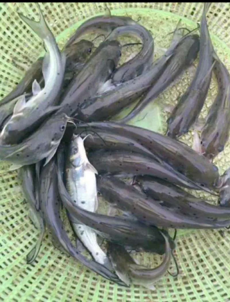 大量出售鳊鱼苗，各种淡水鱼苗，欢迎老板进店咨询