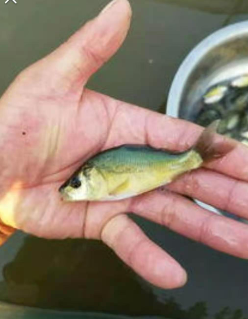 大量出售鳊鱼苗，各种淡水鱼苗，欢迎老板进店咨询