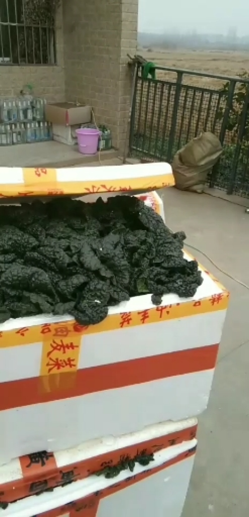 随州泡泡青
