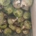 河南芥菜头