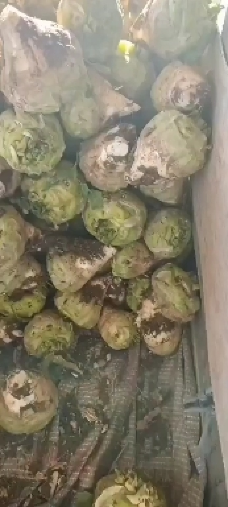 河南芥菜头
