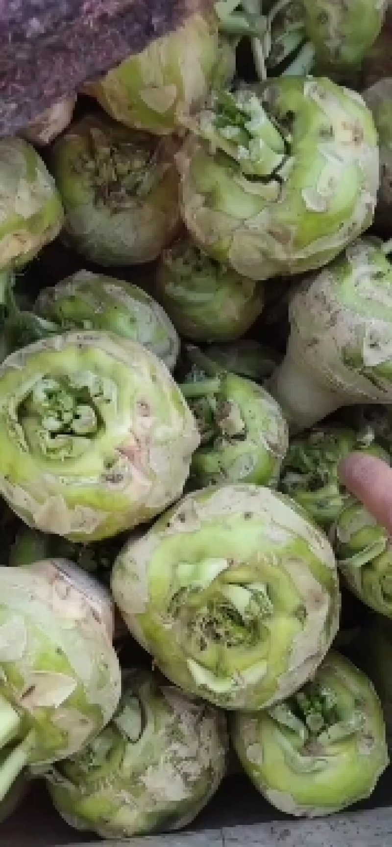 河南芥菜头